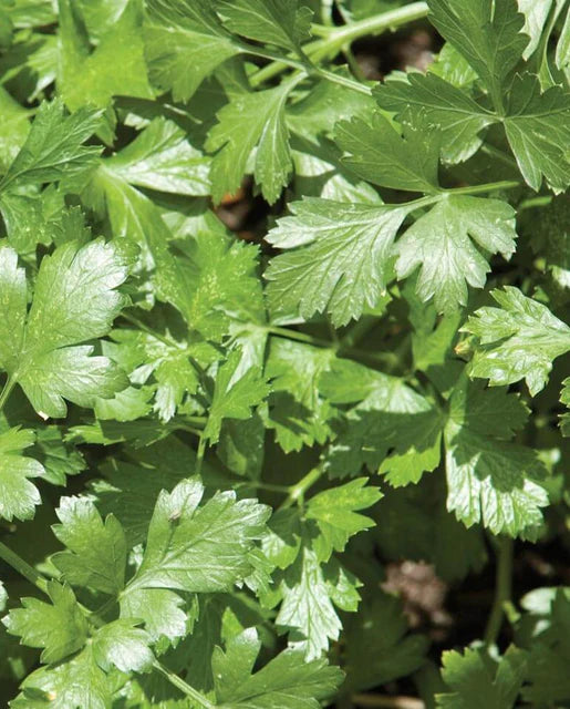 Seeds | Cilantro Santo Monogerm