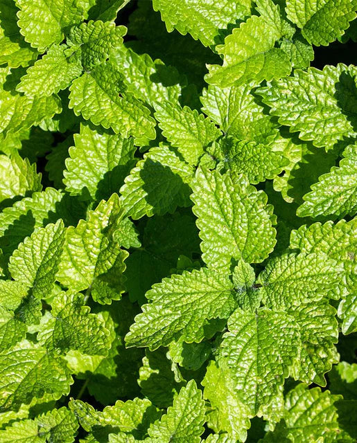 Seeds | Lemon Balm