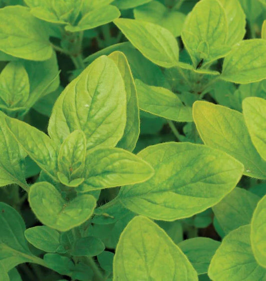 Seeds | Sweet Marjoram