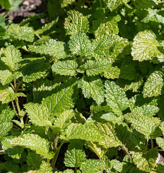 Seeds | Mandarina Orange Balm