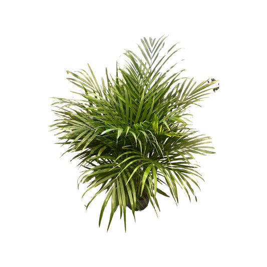Palm | Areca