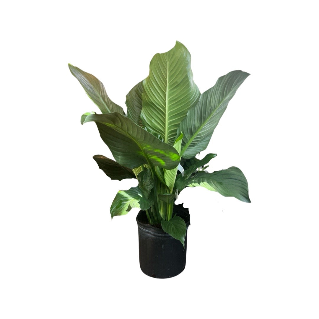 Peace Lily | Crystal