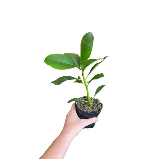 Autograph Tree  4"