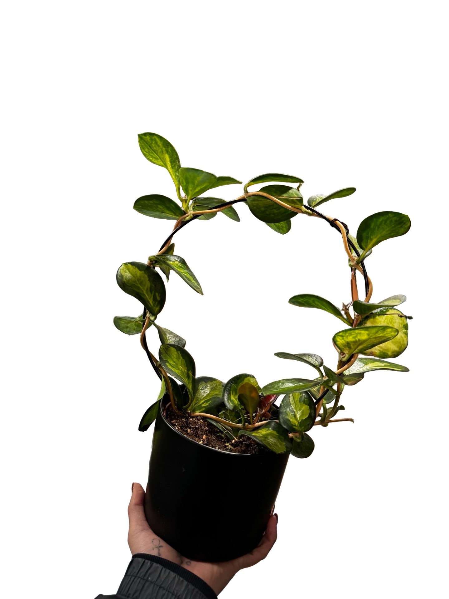 Hoya Mix W/ Ceramic Pot & Hoop