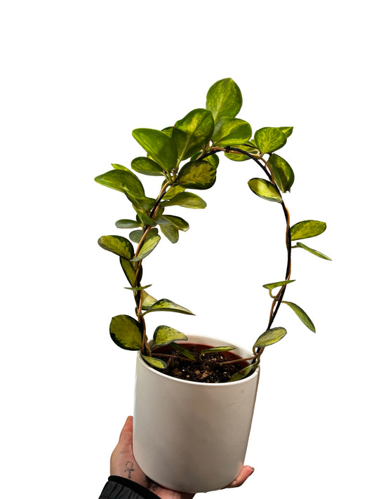 Hoya Mix W/ Ceramic Pot & Hoop