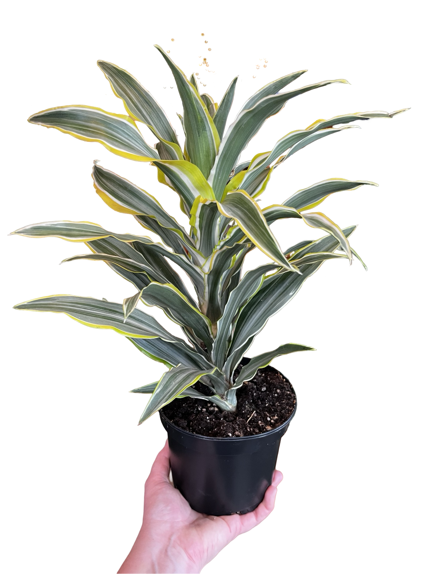 Dracaena | assorted