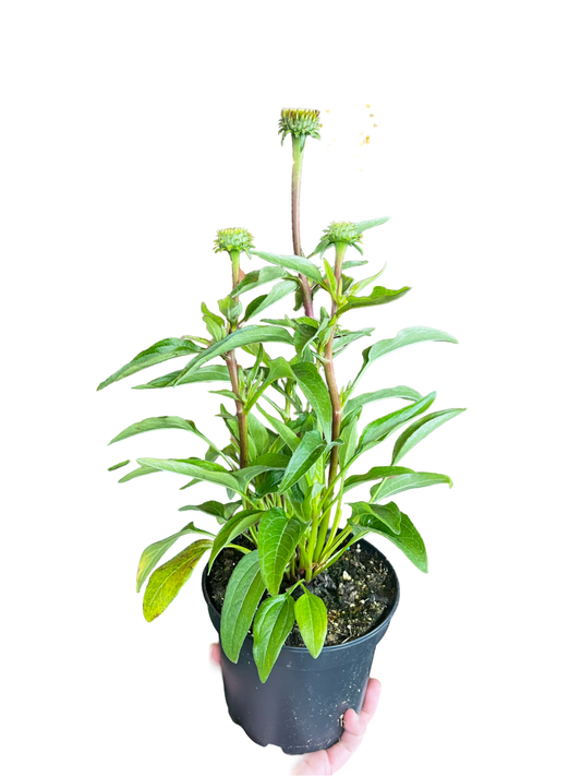 Echinacea Assorted 6”