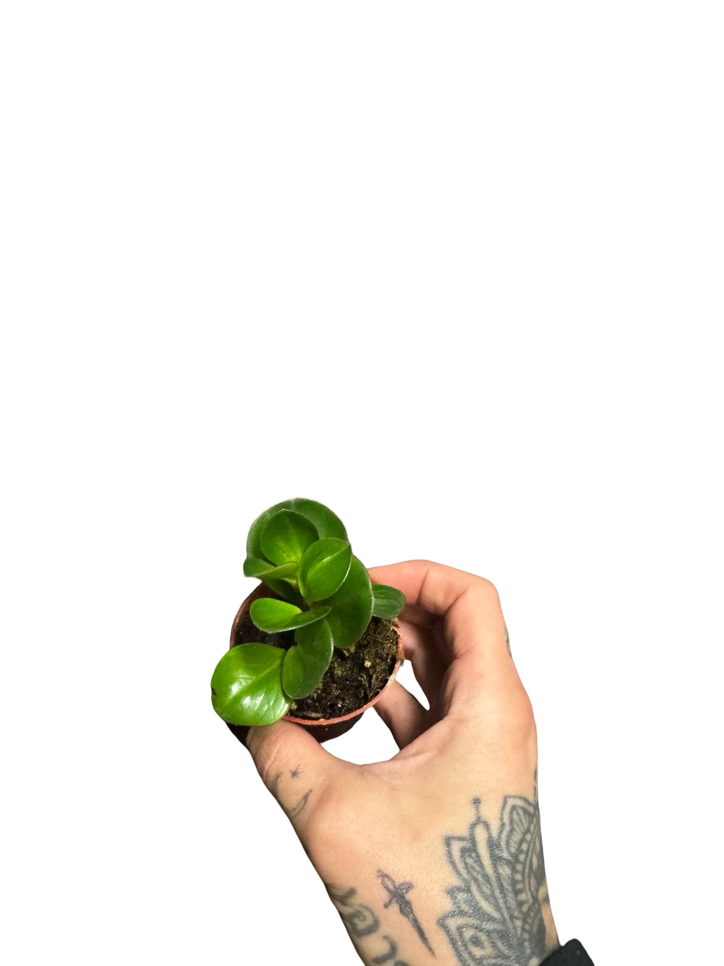 2” Peperomia Red Edge