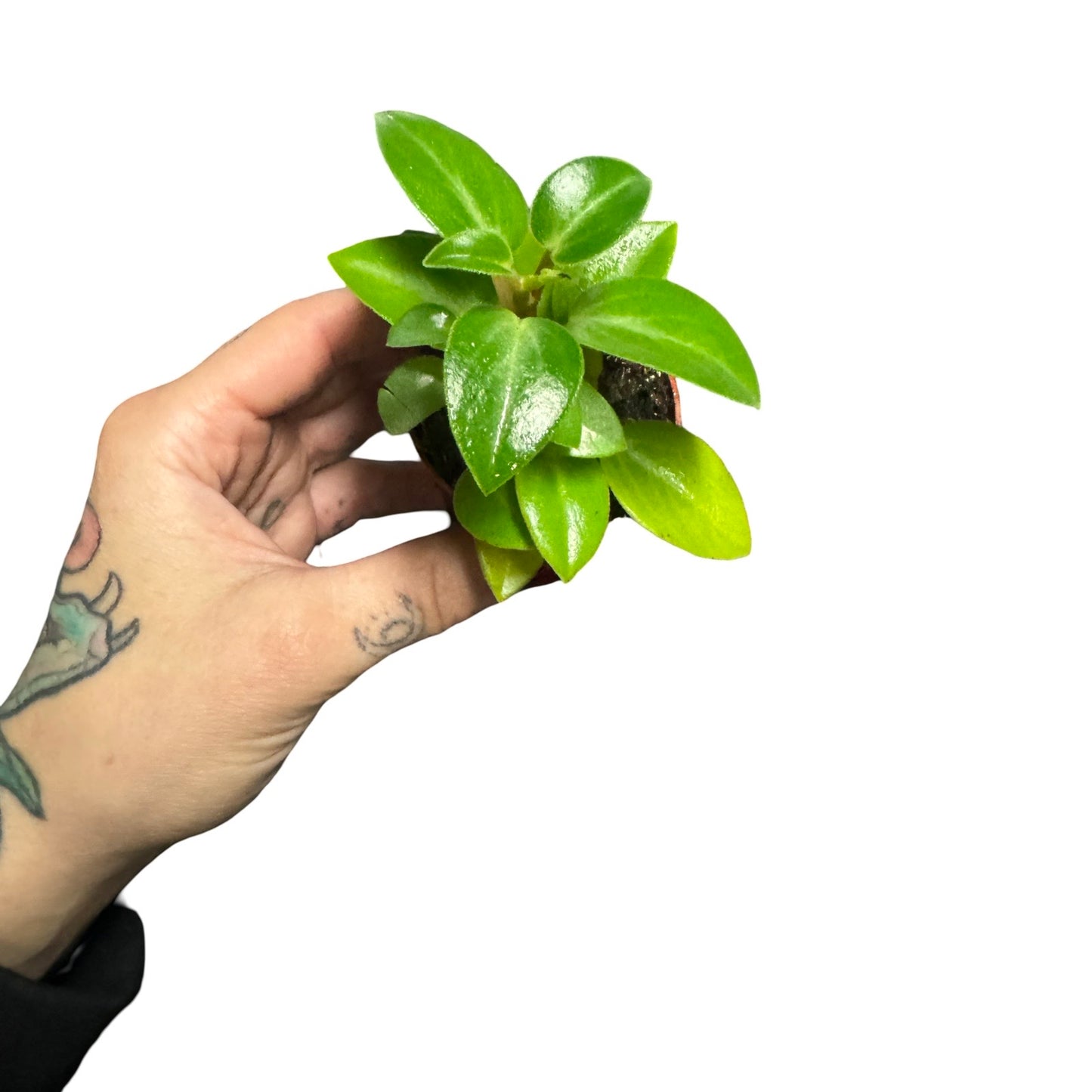 2" Peperomia Astrid