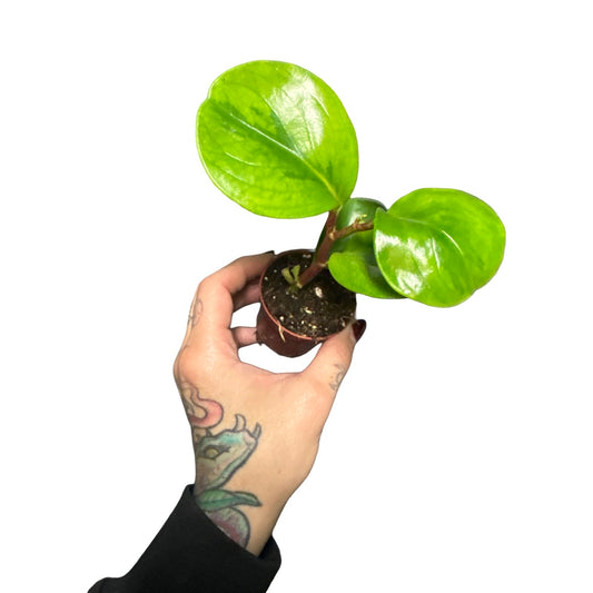 2” Peperomia Green Pepper