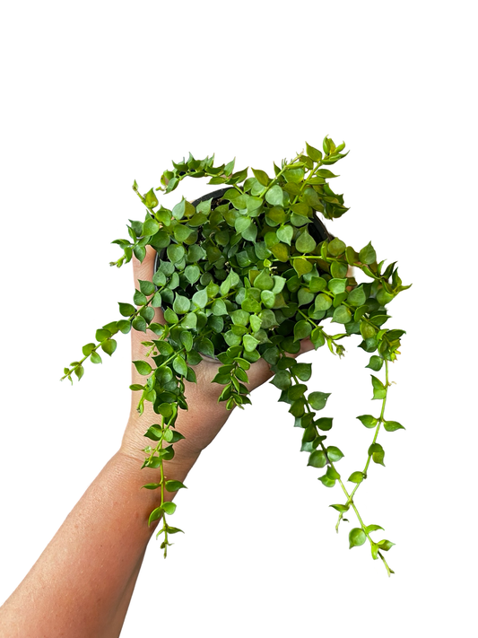 Dischidia | Million Hearts Ruscuifolia
