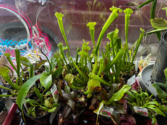 4" Carnivorous Plant Mix