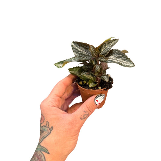 2” Pilea Silver Tree