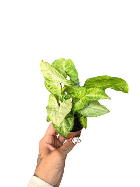 2” Syngonium