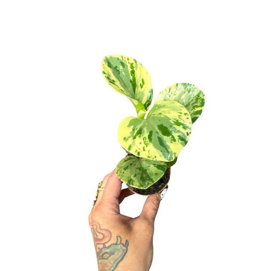 2” Peperomia Obtusifolia Variegated