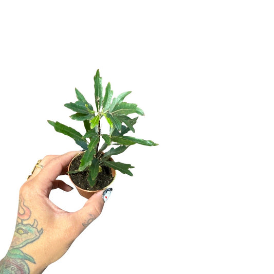 False Aralia