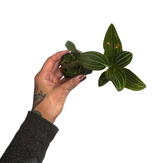 Orchids | Jewel Ludisia Discolor Alba