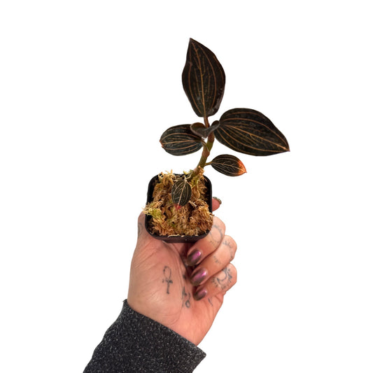 Orchids | Jewel Ludisia Discolor