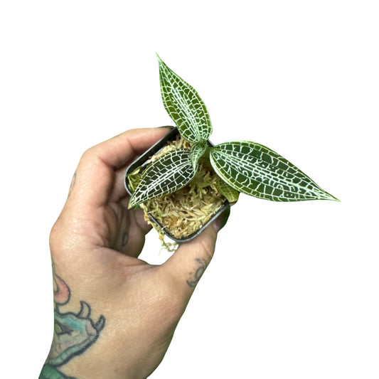 Orchids | Jewel Goodyera hispide