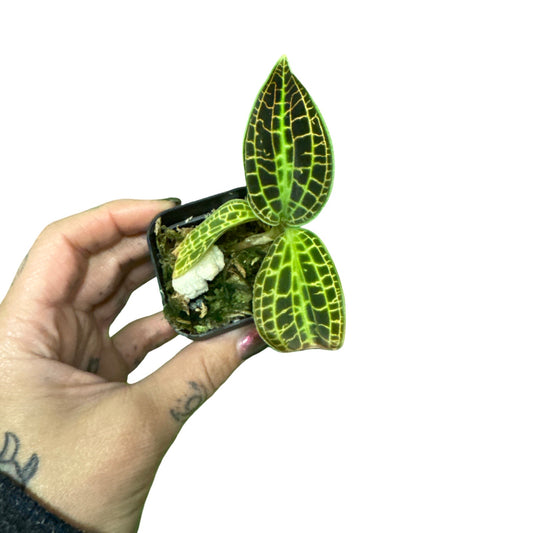 Orchids | Jewel Macodes Sanderiana