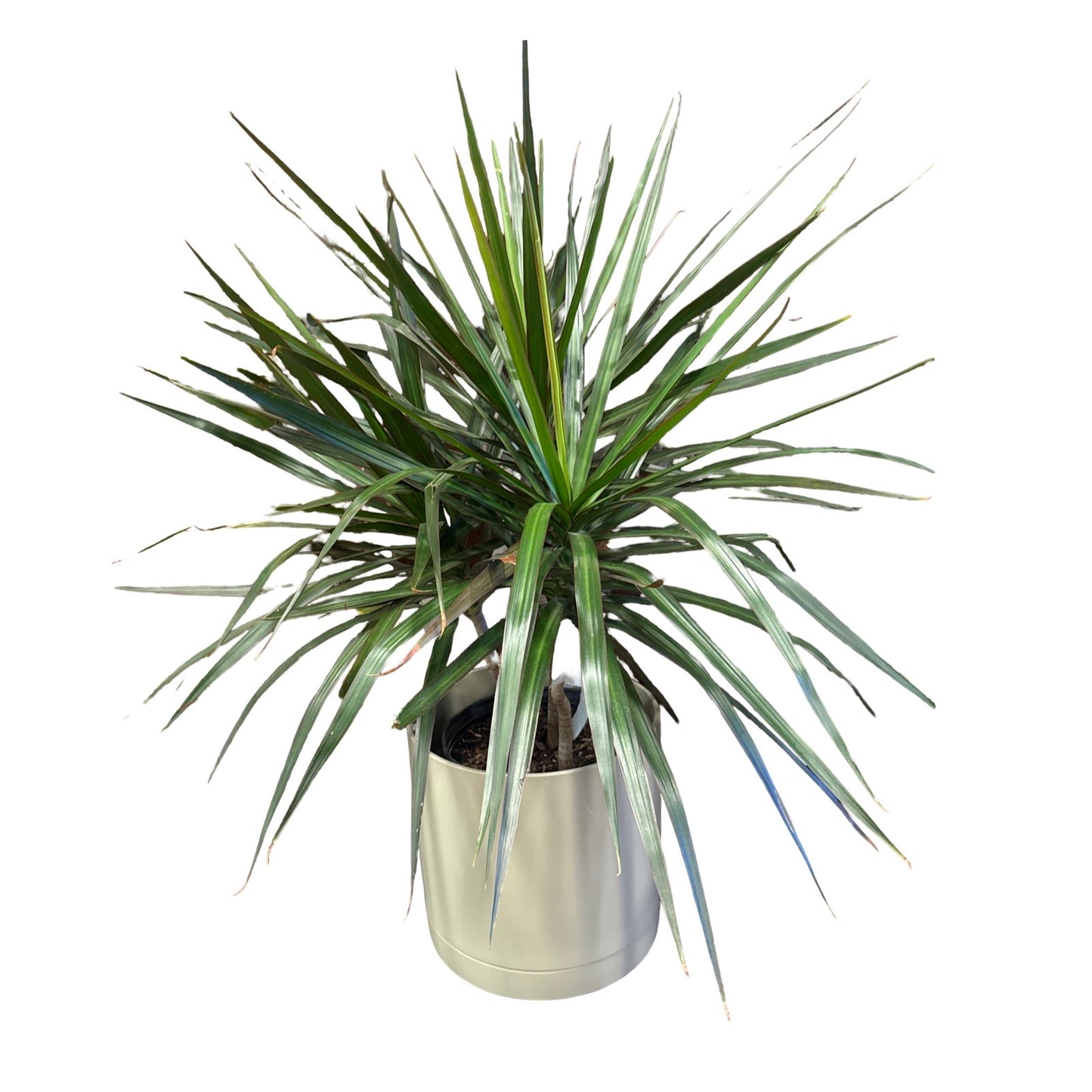 Dracaena | Magenta 10"