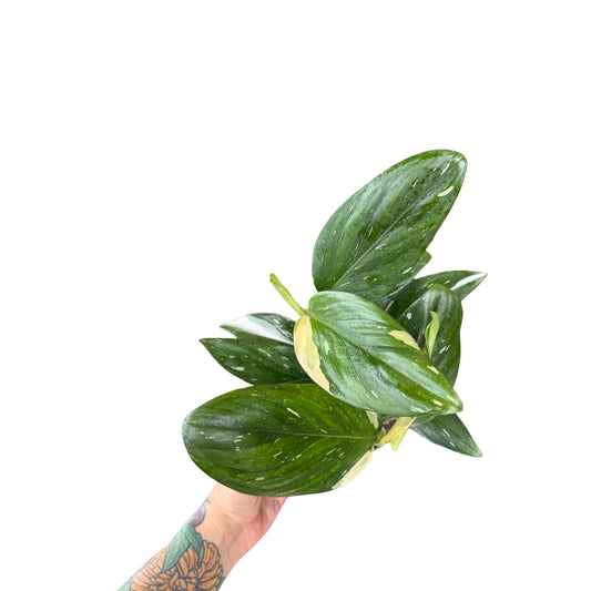 Monstera | Standleyana Albo Variegata Cobra