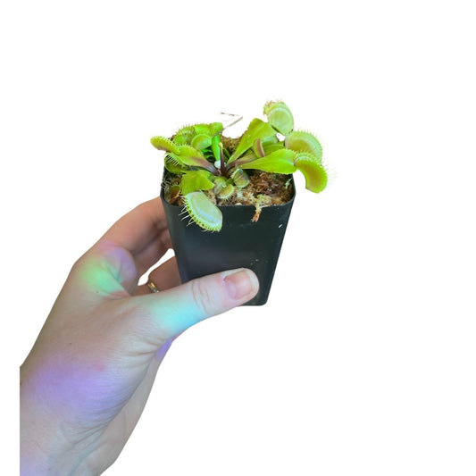 Venus Fly Trap | ‘Flexx’ Green *new*