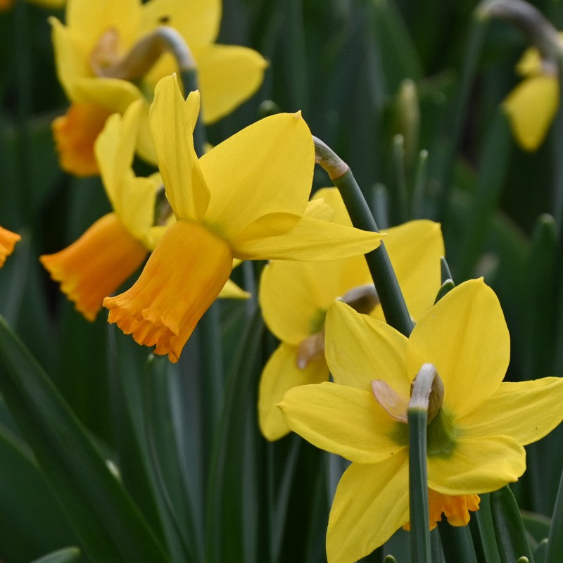 Daffodil Garden Seedling