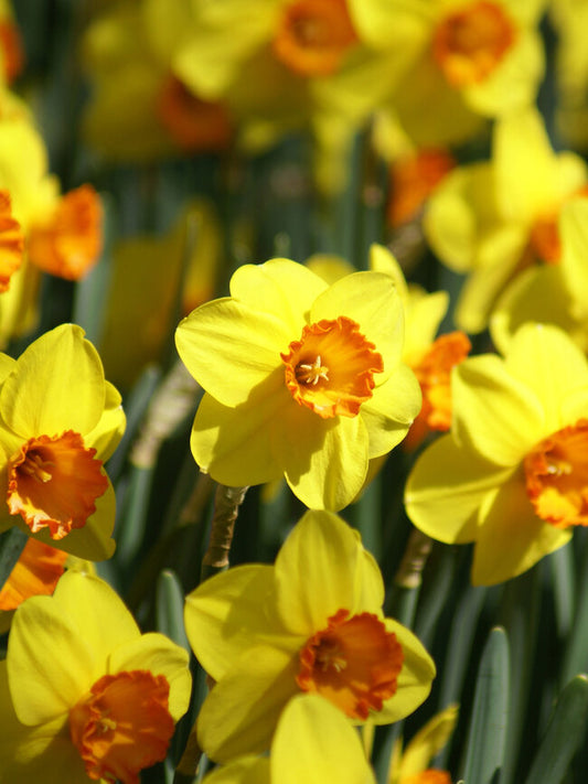 Daffodil Garden Seedling