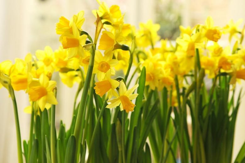 Daffodil Garden Seedling