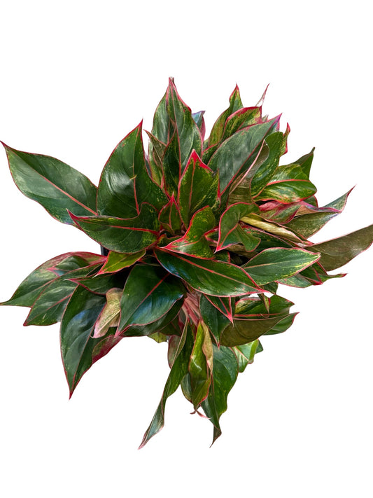 Aglaonema | Siam Aurora 8"