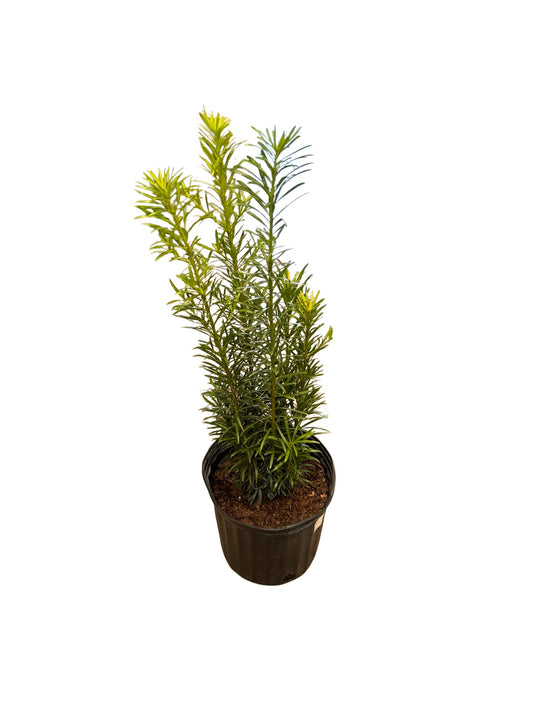 Podocarpus |  Buddhist Pine