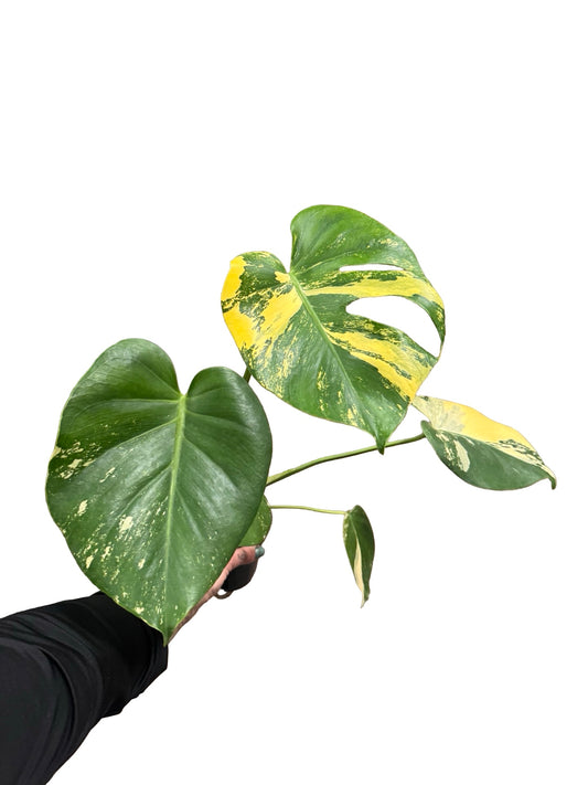 Monstera| Aurea