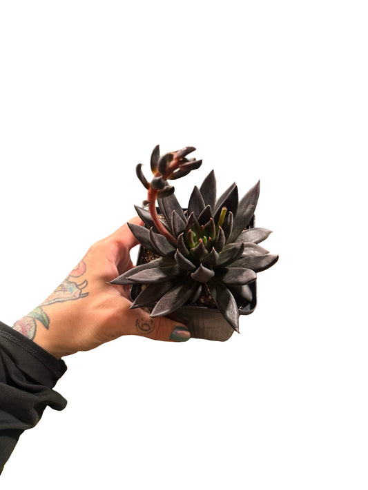 Echeveria Succulent | Black Knight 3.5"