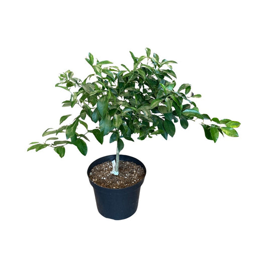 Citrus Tree | Calamondin 6”