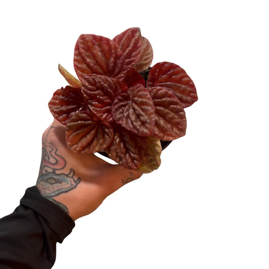 Peperomia | Quito