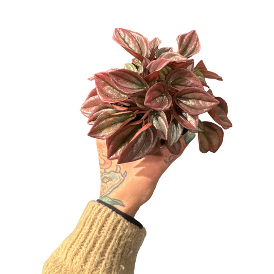 Peperomia | Cayenne
