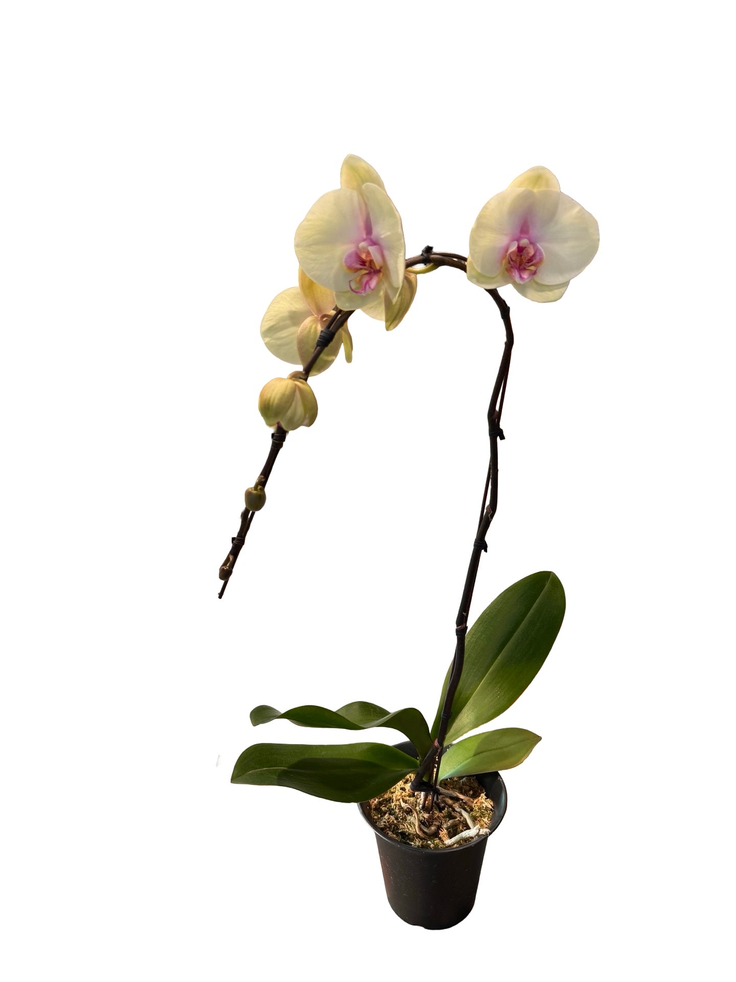 Orchids | 6“ Cascade Phalaenopsis