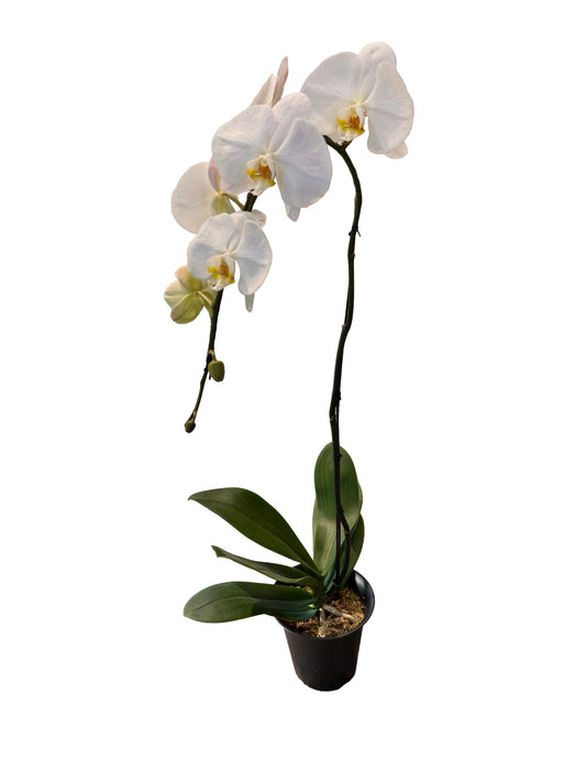 Orchids | 6“ Cascade Phalaenopsis