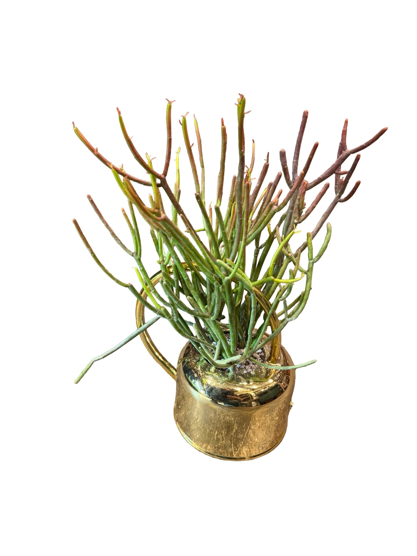 Cactus |  Euphorbia tirucalli