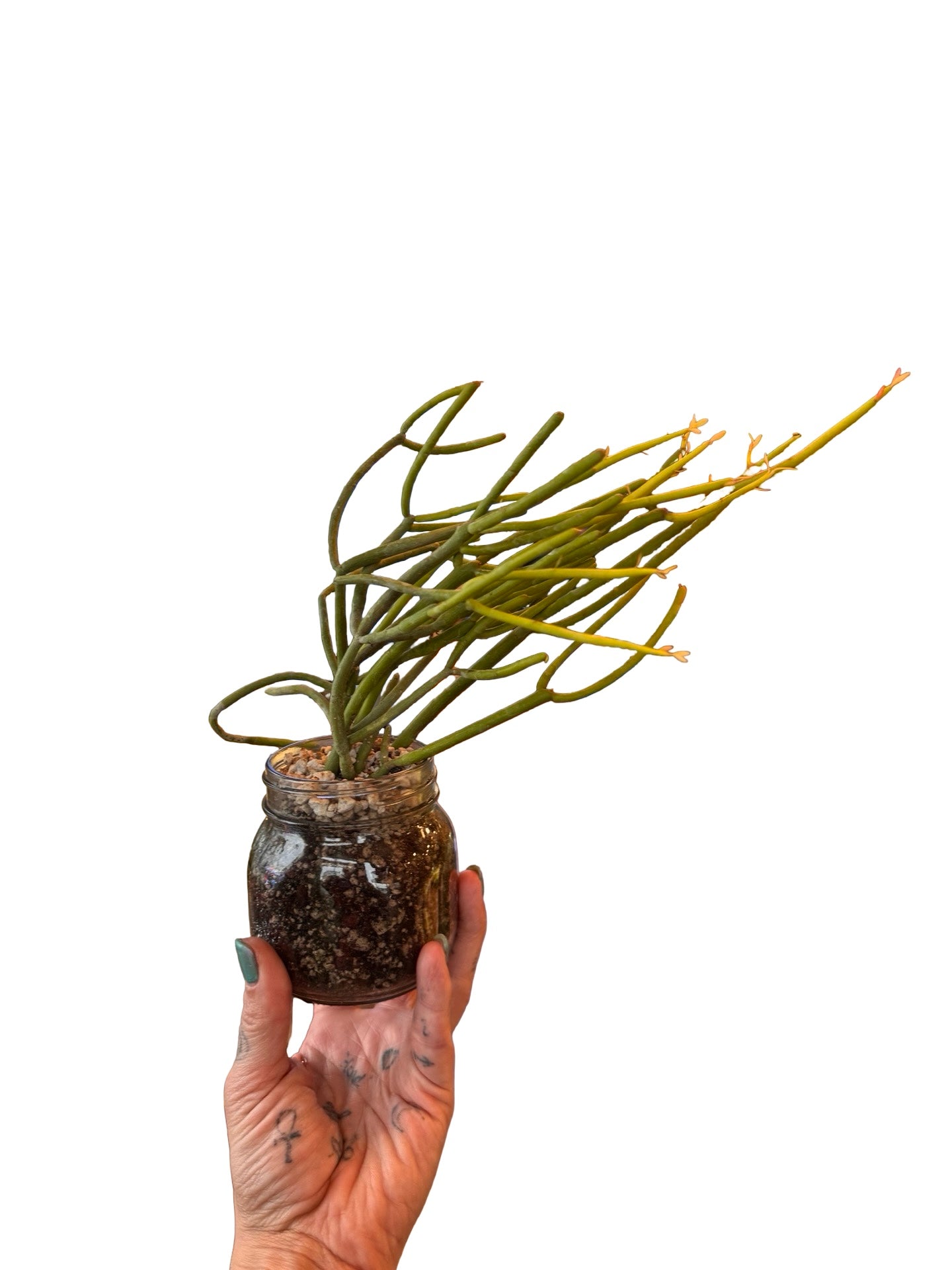 Cactus |  Euphorbia tirucalli
