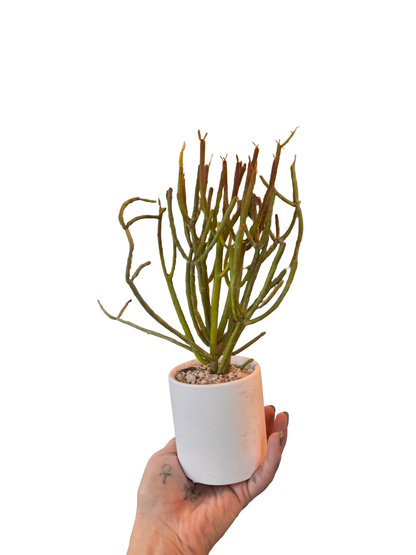 Cactus |  Euphorbia tirucalli