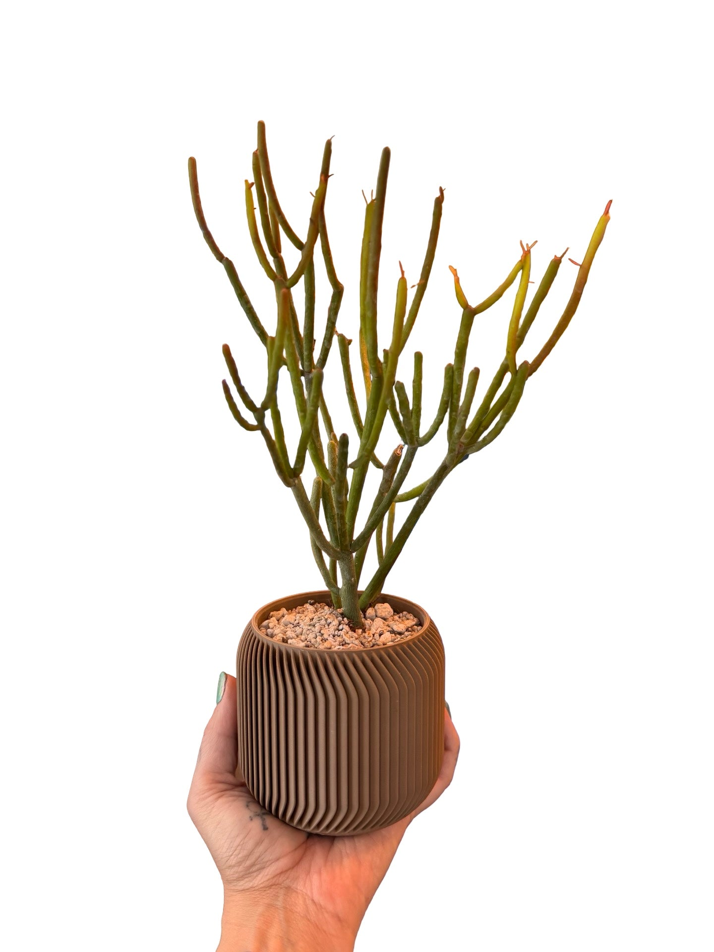 Cactus |  Euphorbia tirucalli