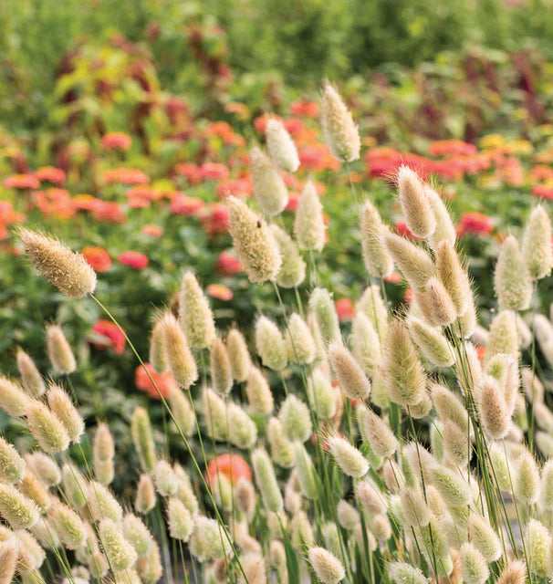Seeds | bunny tail