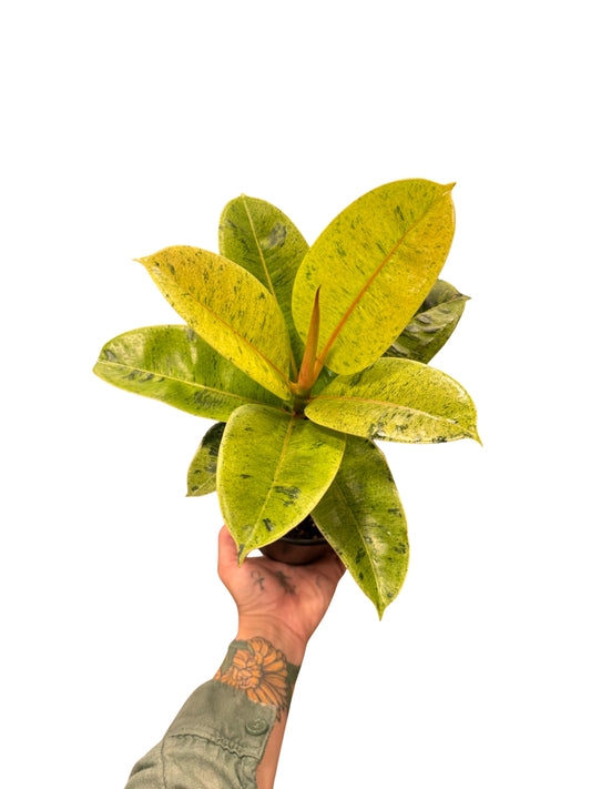 Ficus |  Shivereana