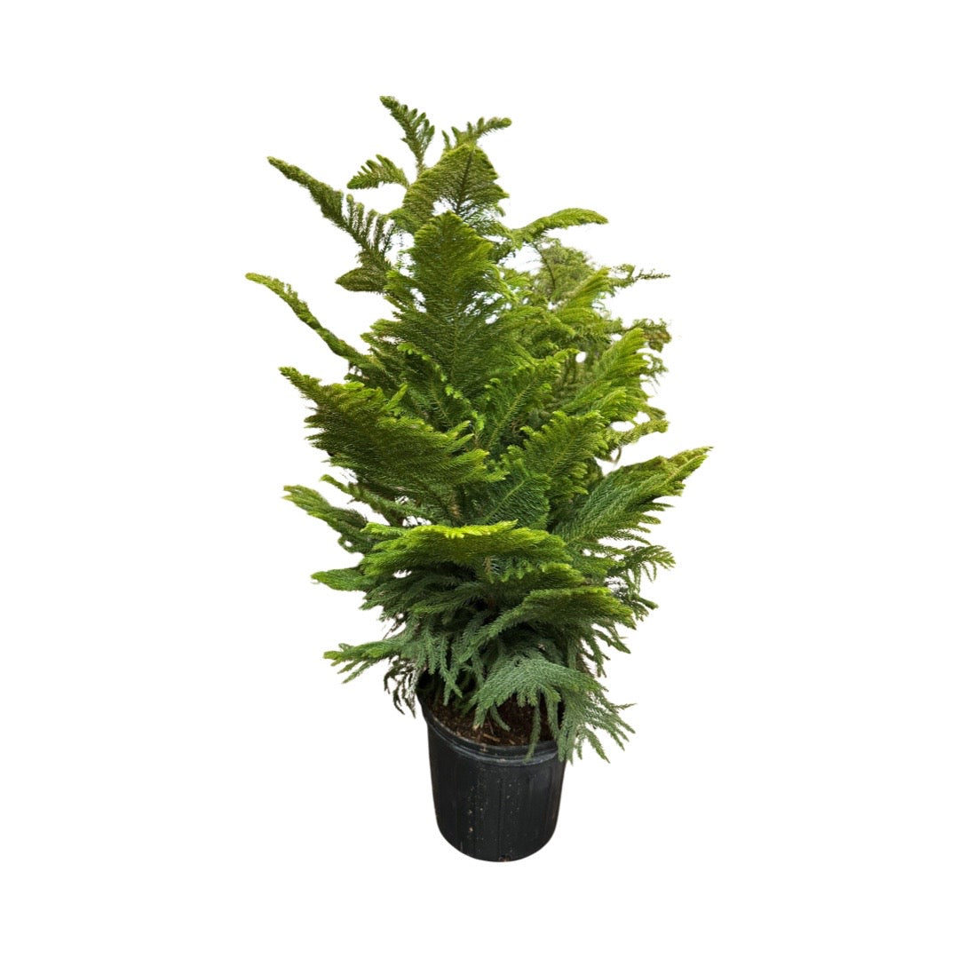 Norfolk Island Pine