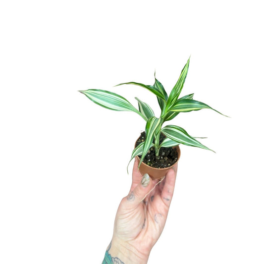 2” Ribbon Plant