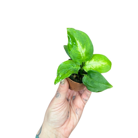 2” Dieffenbachia