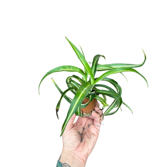 2” Spider plant