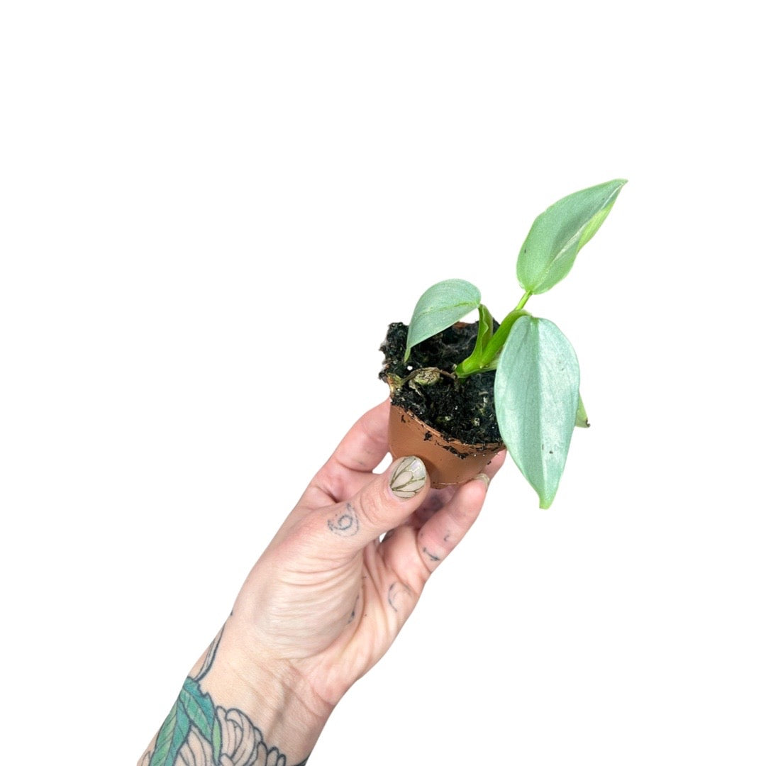 Philodendron | Silver Sword